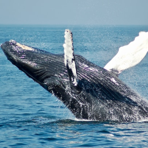 Ballenas Jorobadas